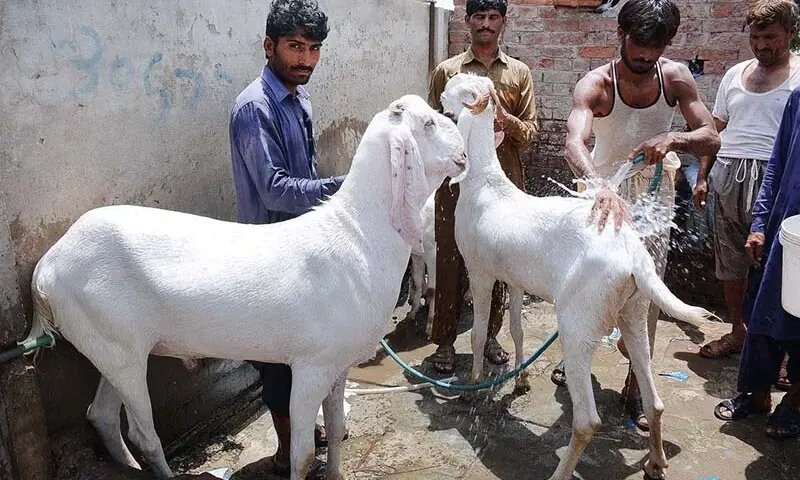 Police say 25 sacrificial goats worth Rs1.9m stolen from Karachi's Gulistan-i-Jauhar