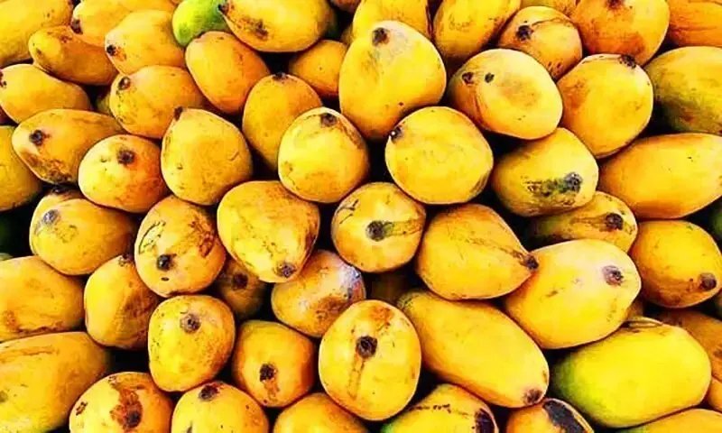 Late mango crop hits export prospects