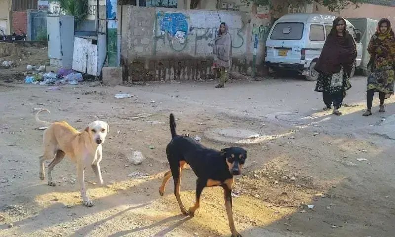 Man, kid injured, five goats killed by stray dogs in Narowal