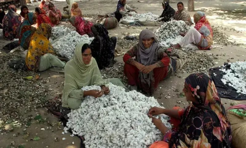 Cotton prices surge as season starts early