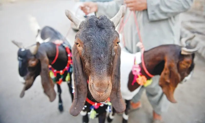 High prices prompting slow trade of sacrificial animals in Lahore