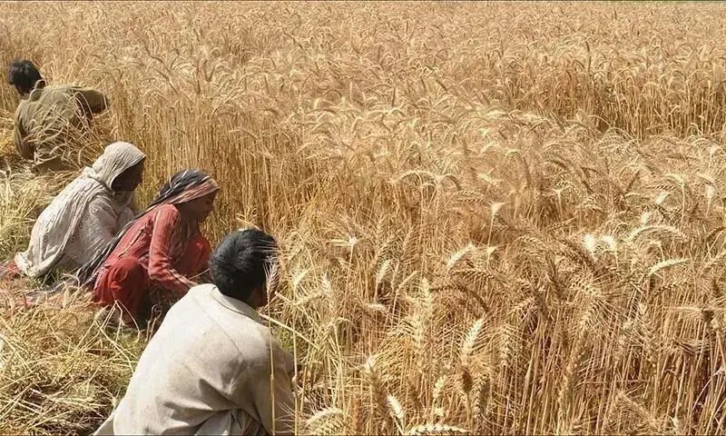 KP parliamentary leaders to discuss ‘wheat ban’ today