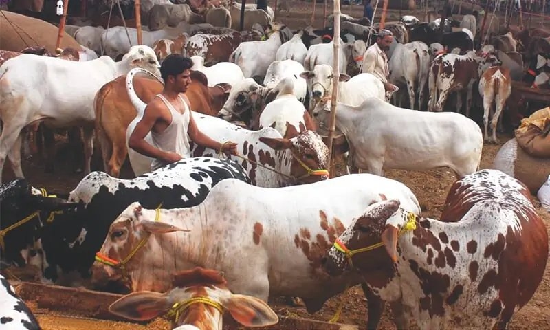 Crackdown on unregulated sale of sacrificial animals in Sargodha