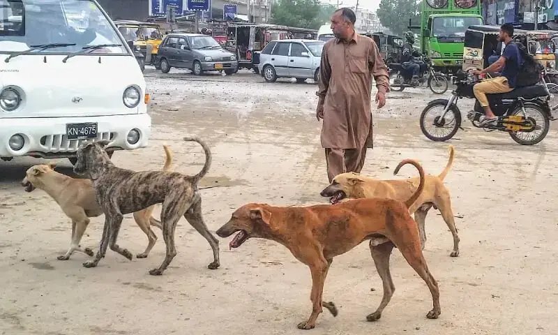 IHC bans killing of stray dogs, orders authorities to implement humane methods of population control