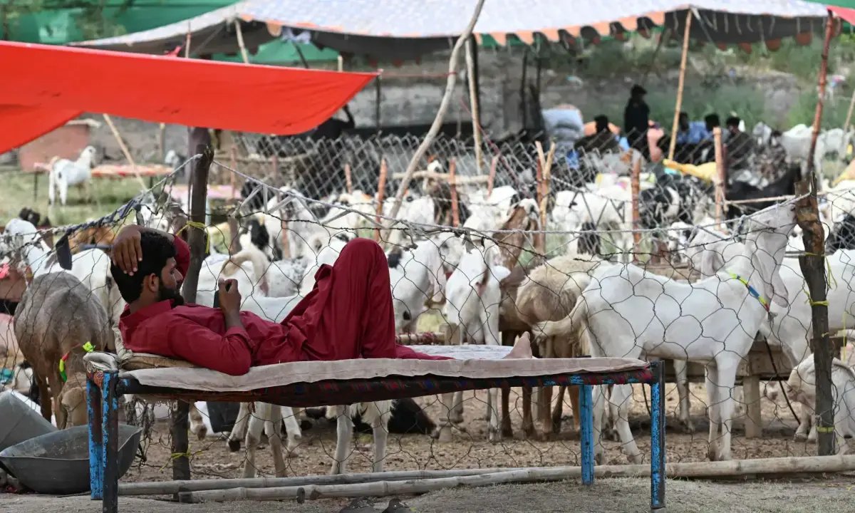 Rs50,000 fine in Punjab for illegal offal disposal on Eid