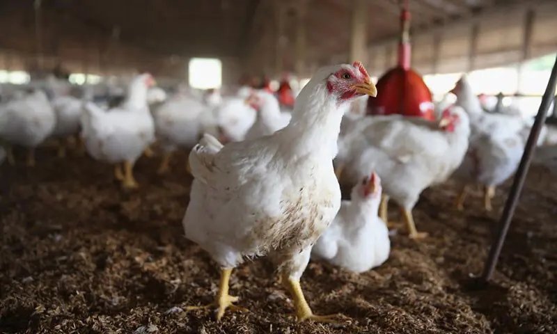 Poultry industry grows at consumers’ cost
