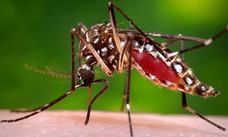 16 UCs declared high-risk as Rawalpindi intensifies dengue prevention drive