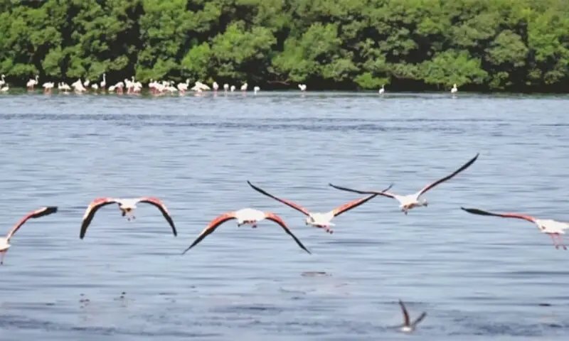 Flamingos’ killing at Islamabad’s Rawal Lake raises alarm