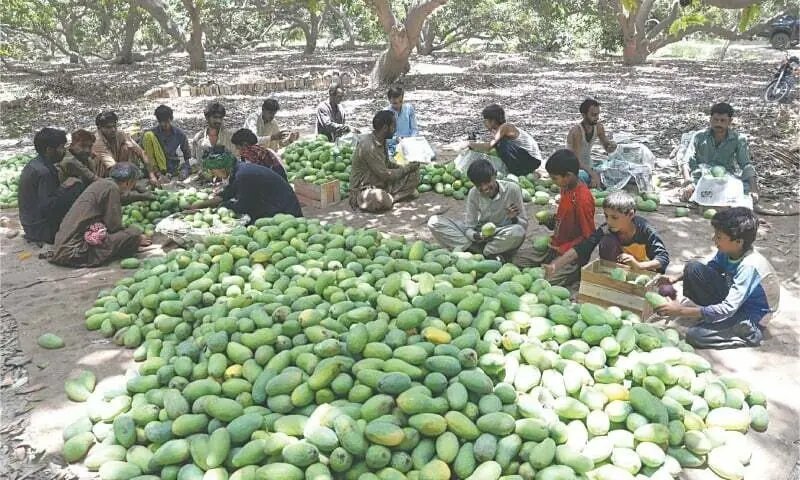 Artificial sweeteners hurting mango industry, NA body told