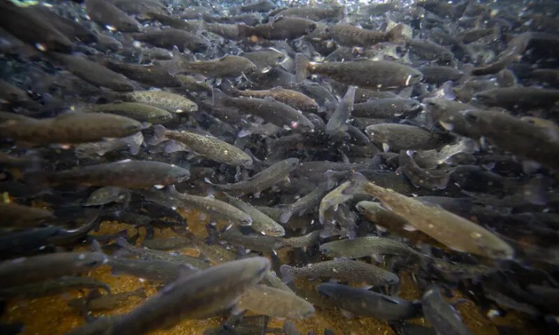 Pakistan’s prized trout under threat as climate change, overfishing take toll