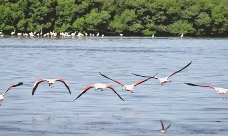 Two booked for killing flamingos in Rawal Lake