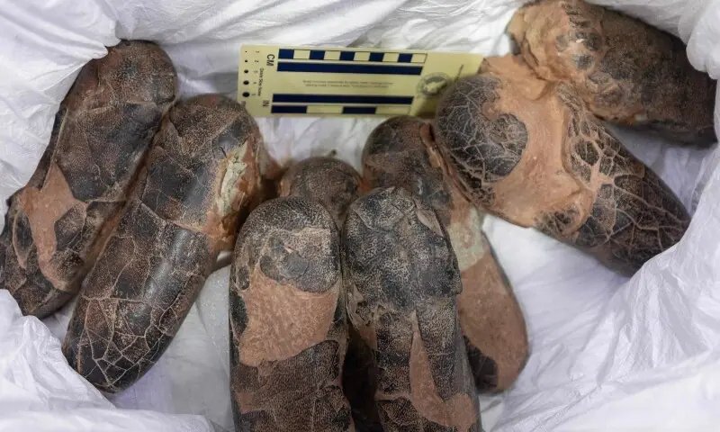Smuggled dinosaur fossils return to Mongolia after two decades