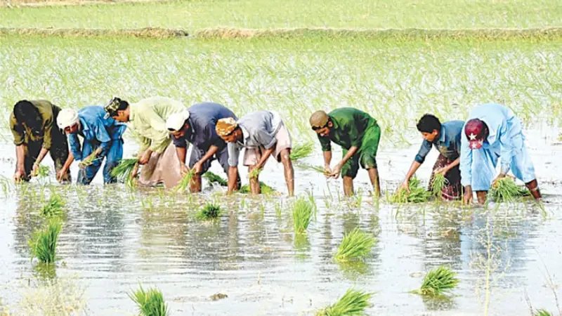 Sindh budget allocates Rs6.1bn for agriculture, livestock uplift