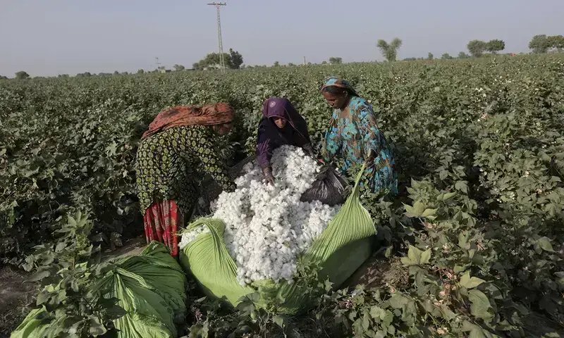 Ginners foresee downward spiral in cotton sector