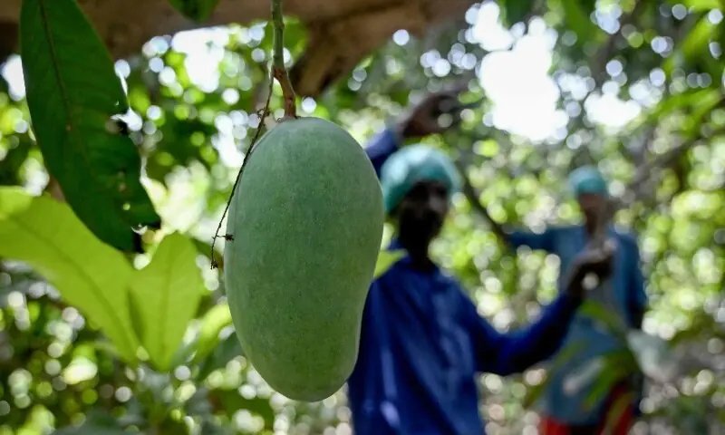 Pakistan's mango exports may shrink up to 30pc as Middle East war impacts linger