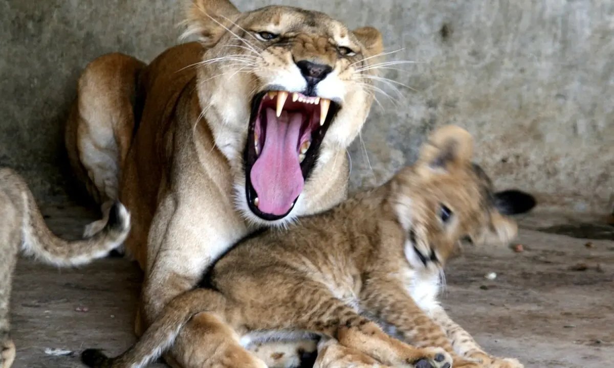 Birth of three lion cubs, fawn at Bahawalpur zoo
