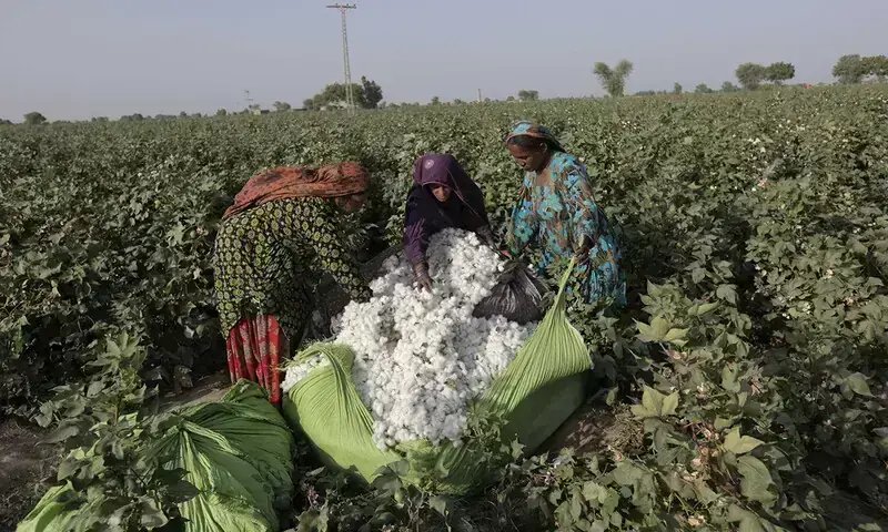 Punjab misses cotton cultivation target by 18pc