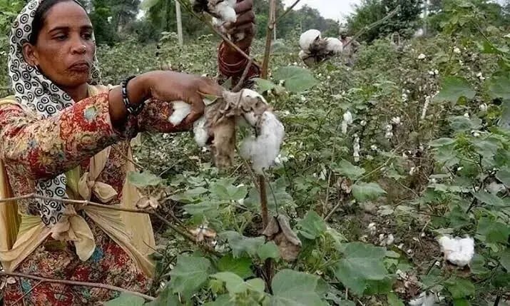 Cotton research activities reviewed at Multan institute