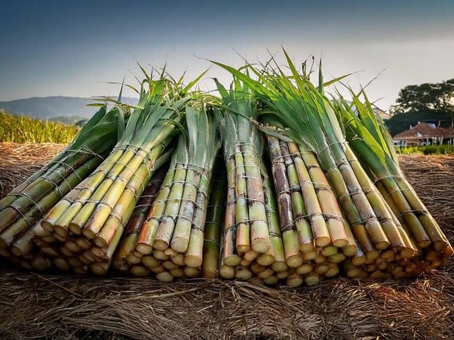 Is growing sugarcane drying us out?