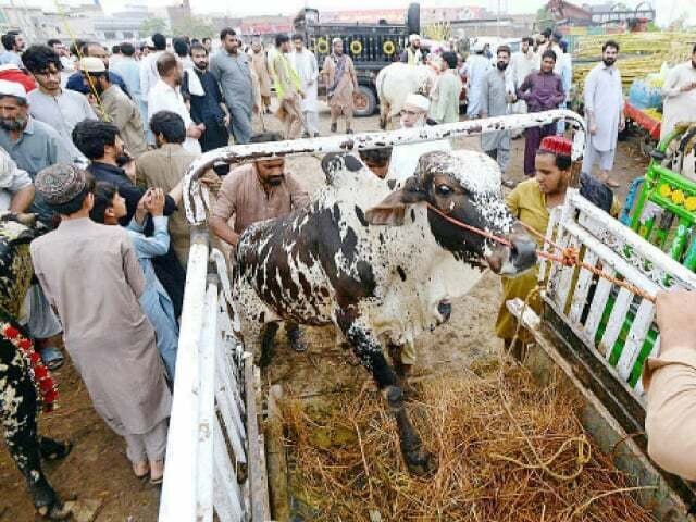 High cattle prices shock Eid buyers