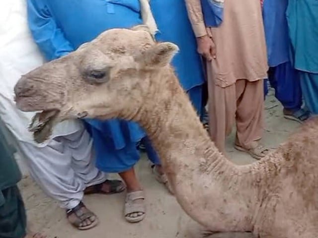 Camel's eyes gouged out over dispute