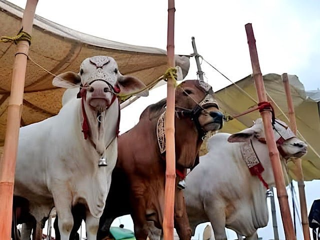 Sindh announces four-day Eidul Azha holidays