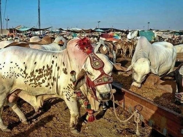 Eid cattle trade turns city roads into chaos