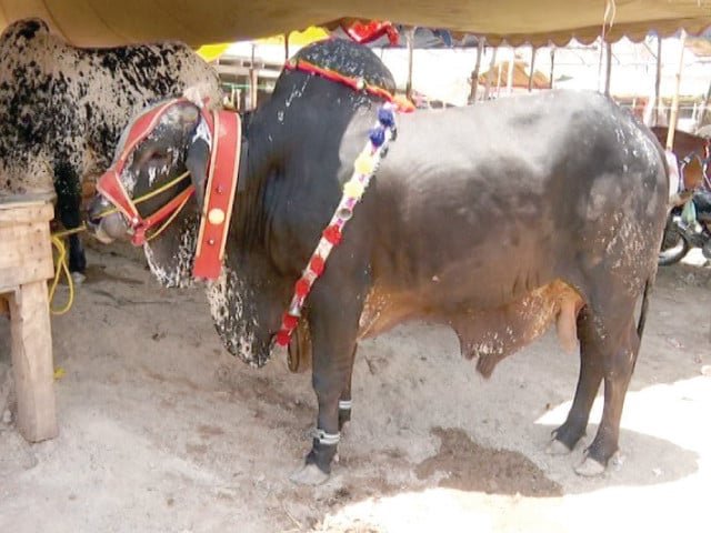 Sacrificial animal prices soar in Peshawar