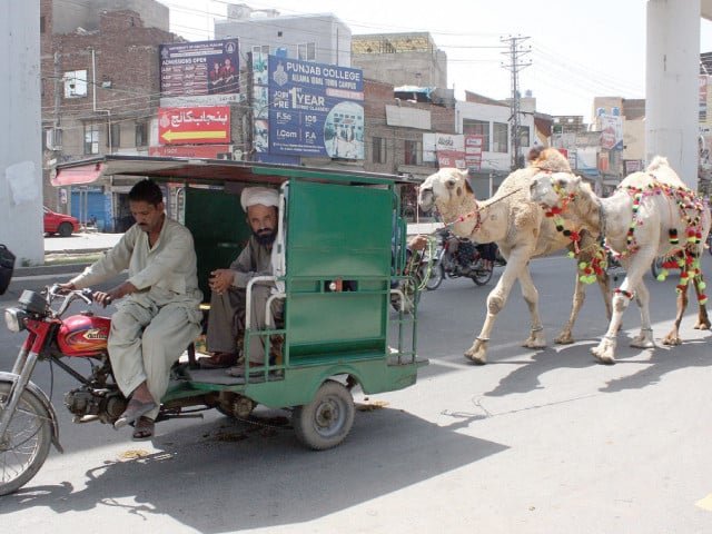 Cattle traders face market overheads