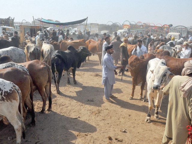 Animal prices surge amid rising inflation ahead of Eid