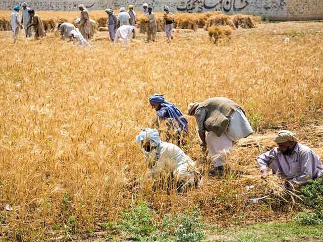 Wheat devolution fuelling agri crisis