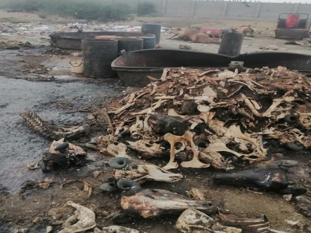 Oil production from dead animals fat, bones unearthed