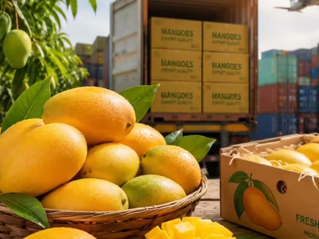 'Focus on exporting mangoes to China'