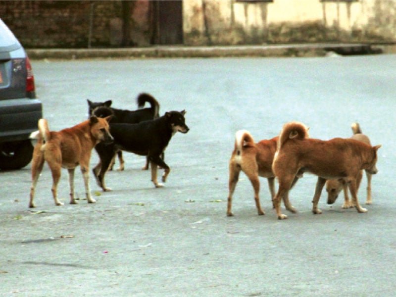 IHC permanently bans poisoning, shooting of stray dogs in Islamabad