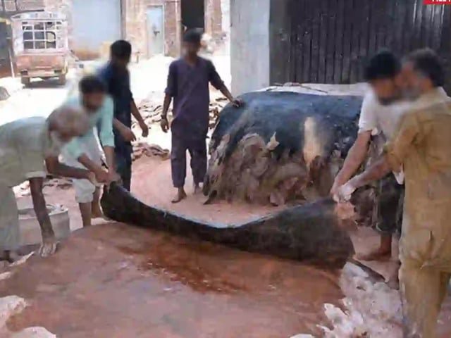 Sindh tightens the screws on Eidul Azha hide trade