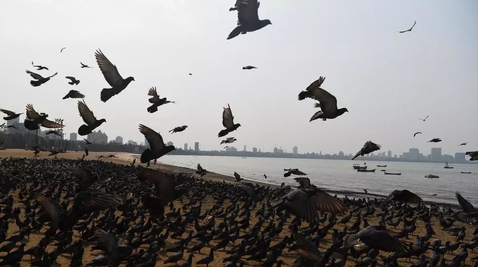 Migratory birds face growing threats in Pakistan: WWF