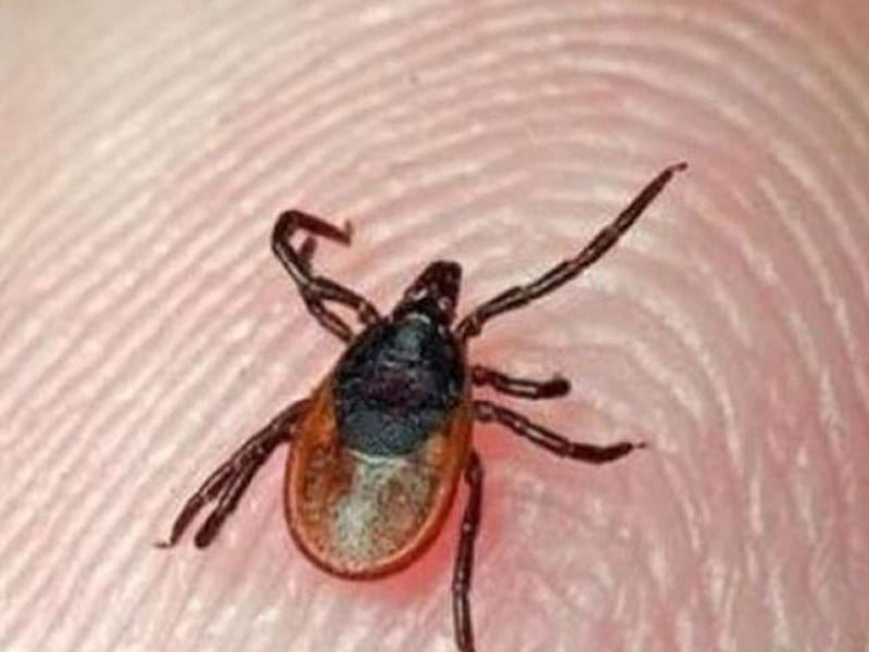 Pindi tightens Congo virus measures