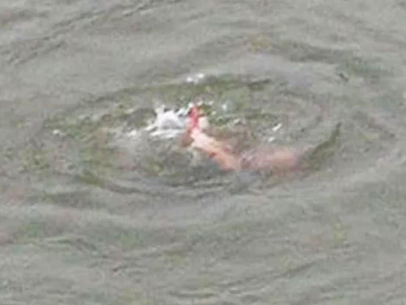 Five drown as heat drives crowds to water