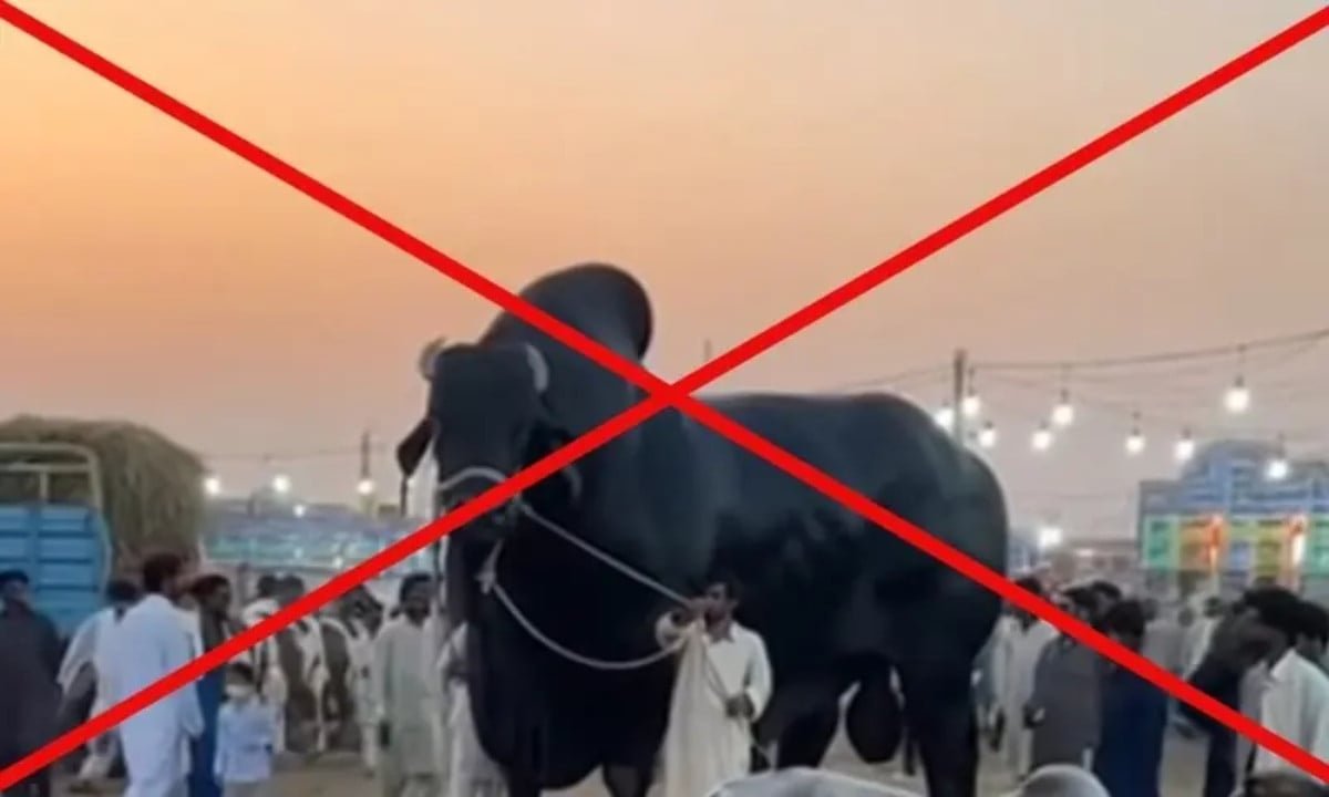 Fact-check: Viral video of giant bull at Karachi cattle market is AI-generated