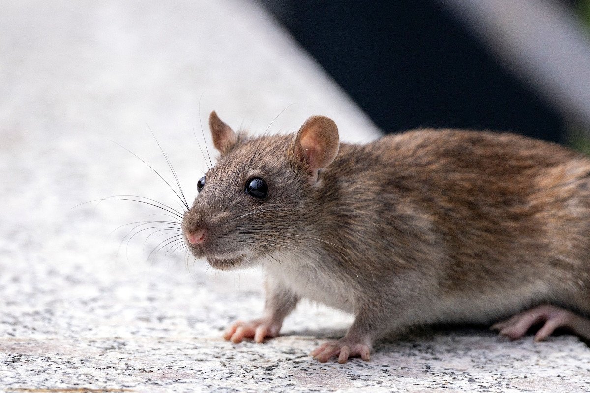 Rat attacks surge amid worsening infestation in Peshawar