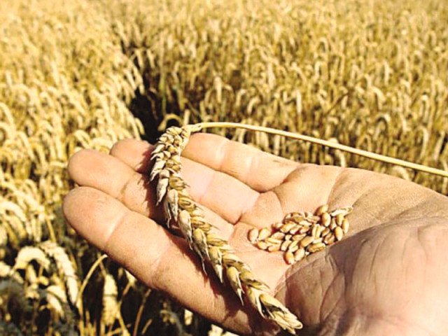 Wheat price surge stokes inflation fears