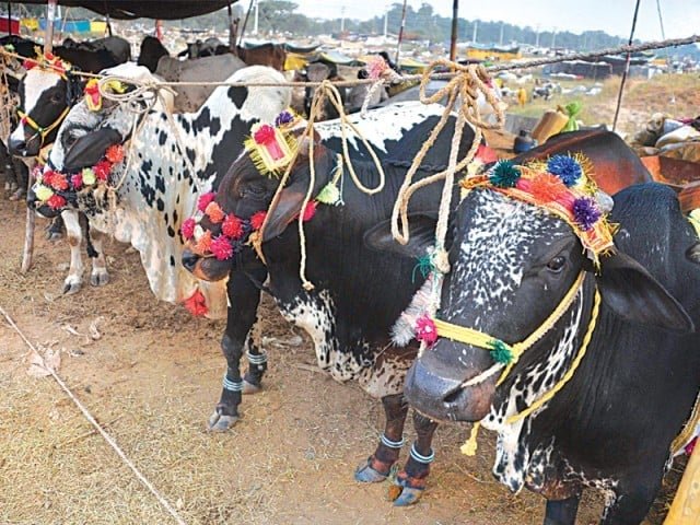 قربانی کے جانوروں کی صحت کا خیال رکھیے، احتیاطی تدابیر اختیار کیجیے