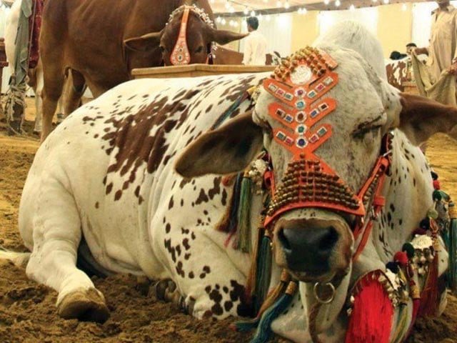 فضائل و برکاتِ قربانی