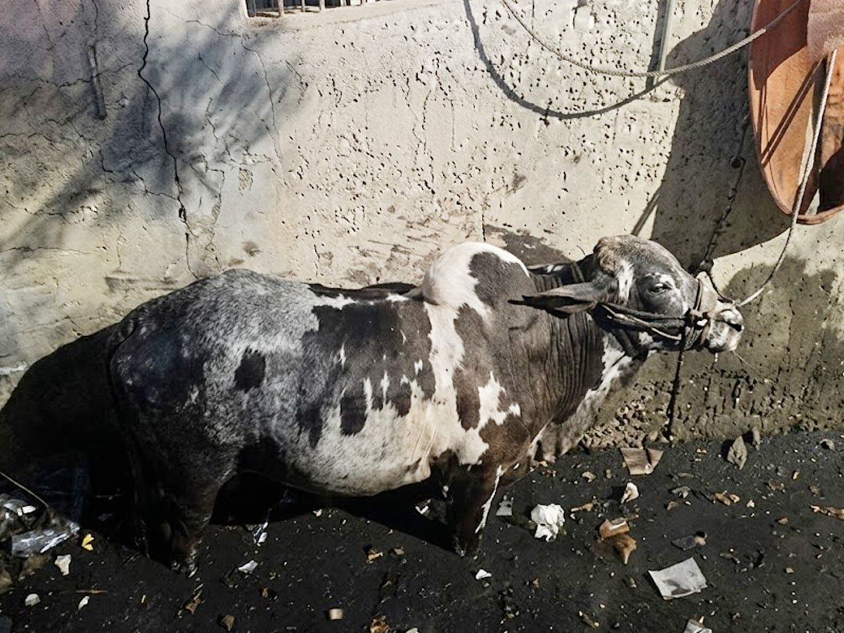 کراچی میں قربانی کیلیے لایا گیا بیل نالے میں گرگیا