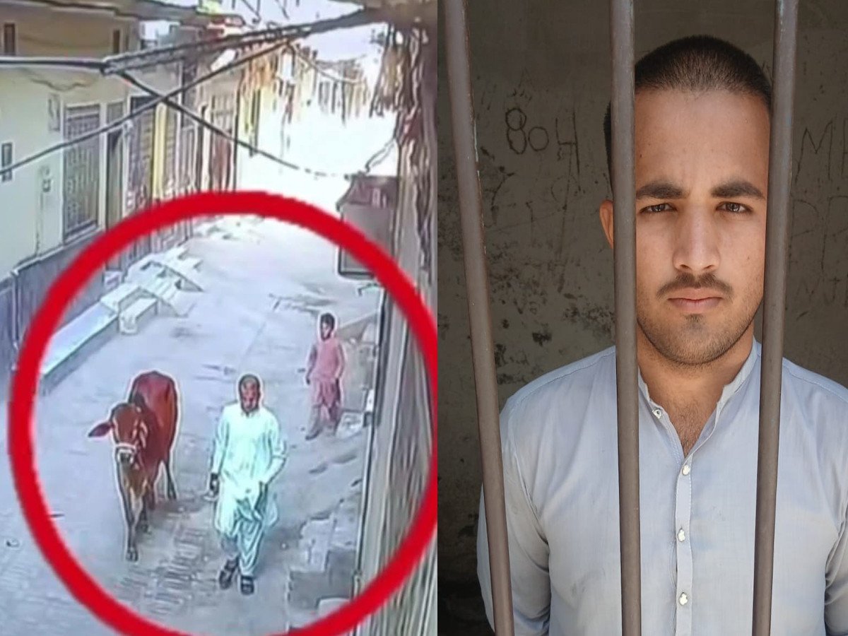 نشے کیلیے قربانی کا جانور چرا کر مہنگے داموں بیچنے والا ملزم گرفتار