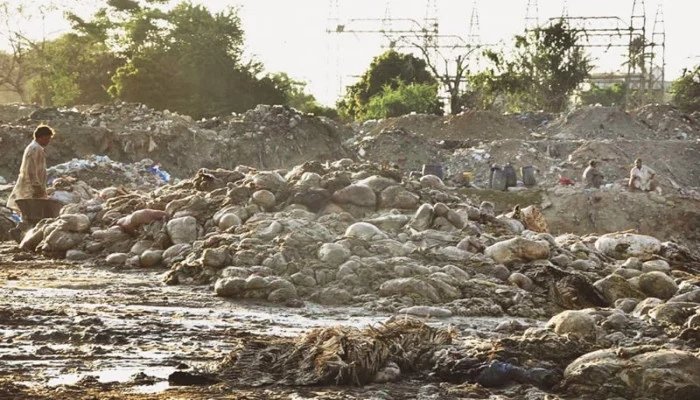 Punjab announces Rs50,000 fine for illegal offal disposal during Eid ul Adha